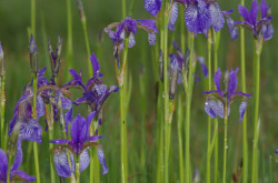 Szibériai nőszirom (Iris sibirica)
