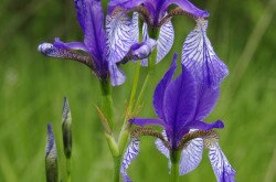 Szibériai nőszirom (Iris sibirica)