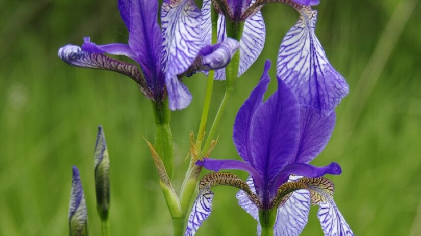 Szibériai nőszirom (Iris sibirica)