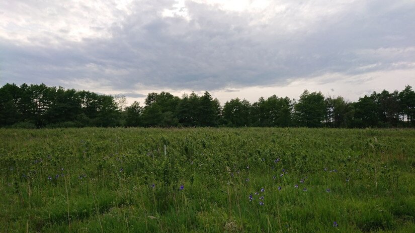 Szibériai nőszirom (Iris sibirica) - Batyki-láprét