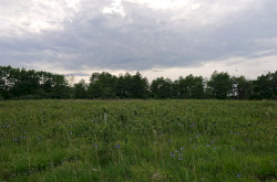 Szibériai nőszirom (Iris sibirica) - Batyki-láprét