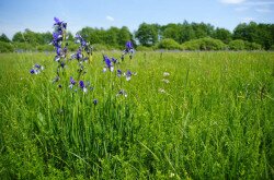 Szibériai nőszirom (Iris sibirica)
