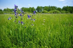 Szibériai nőszirom (Iris sibirica)