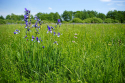 Szibériai nőszirom (Iris sibirica)