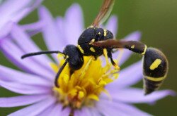 Sziki őszirózsa és gömböcdarázs a Kis-Balatonon