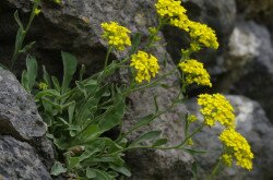 Sziklai ternye (Alyssum saxatile)