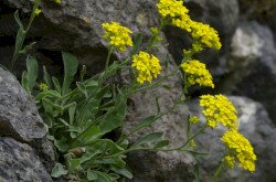 Sziklai ternye (Alyssum saxatile)
