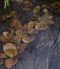 Színes békaszőlő 