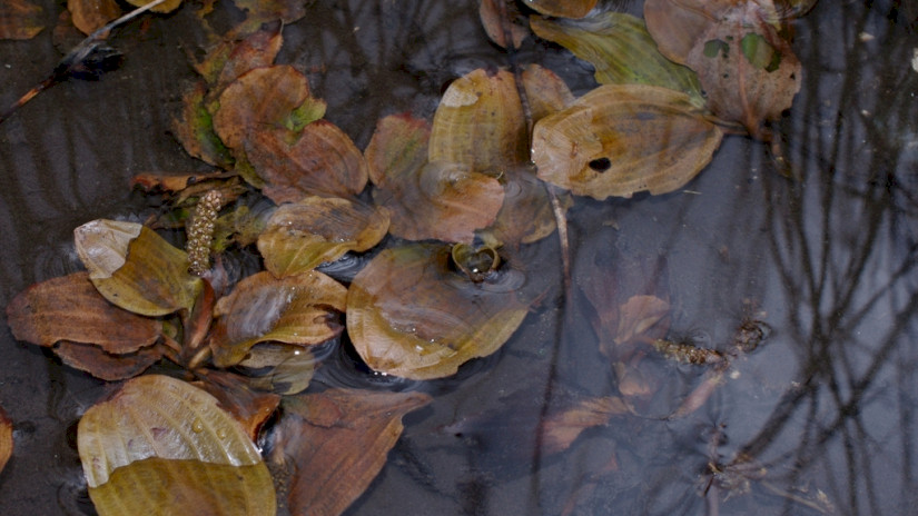 Színes békaszőlő (Potamogeton coloratus)