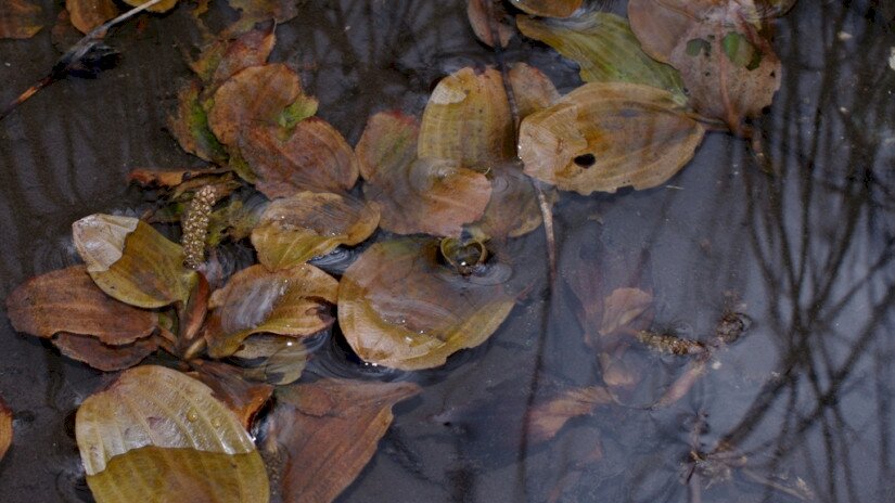 Színes békaszőlő (Potamogeton coloratus)