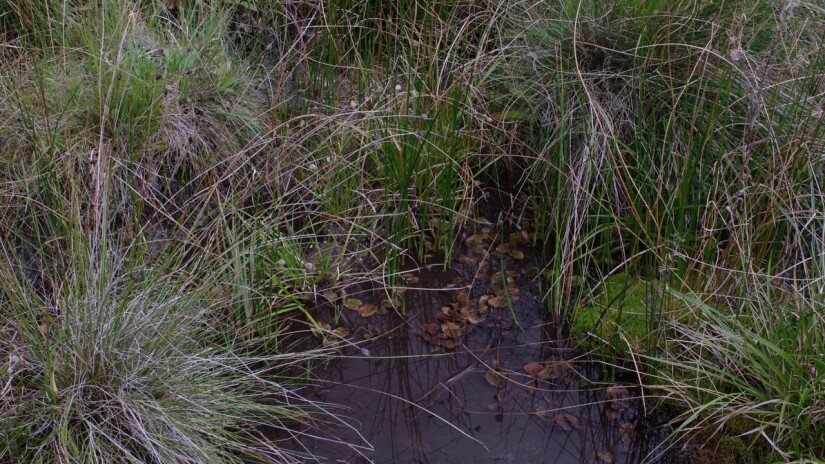 Színes békaszőlő (Potamogeton coloratus) élőhely