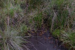 Színes békaszőlő (Potamogeton coloratus) élőhely