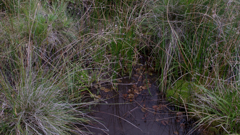 Színes békaszőlő (Potamogeton coloratus) élőhely