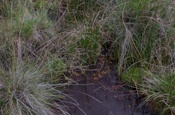 Színes békaszőlő (Potamogeton coloratus) élőhely