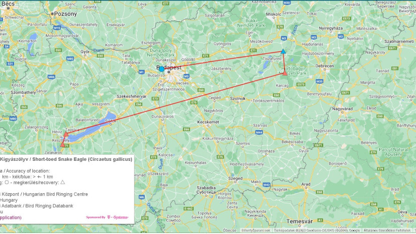 Színes gyűrűs kígyászölyv útvonala