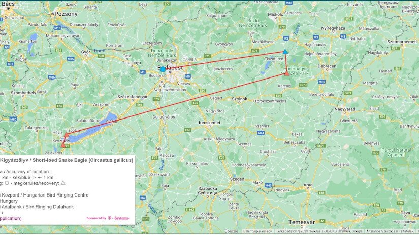 Színes gyűrűs kígyászölyv útvonala