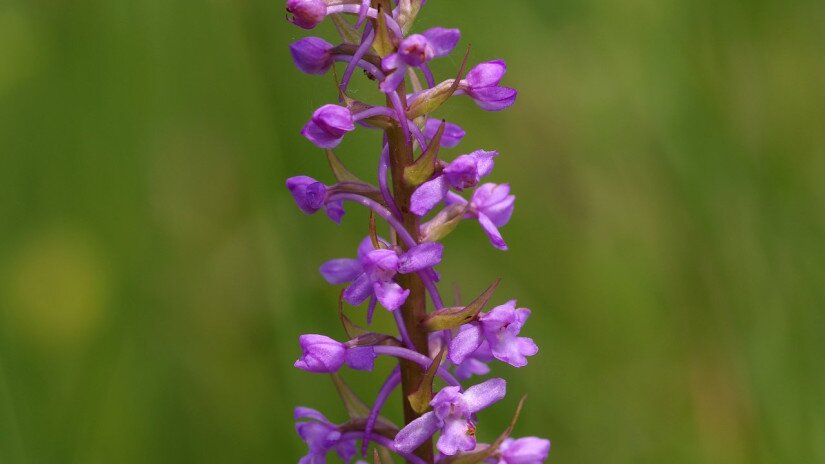 Szúnyoglábú bibircsvirág  (Gymnadenia conopsea)