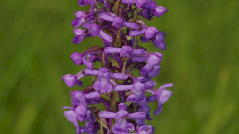 Szúnyoglábú bibircsvirág  (Gymnadenia conopsea)