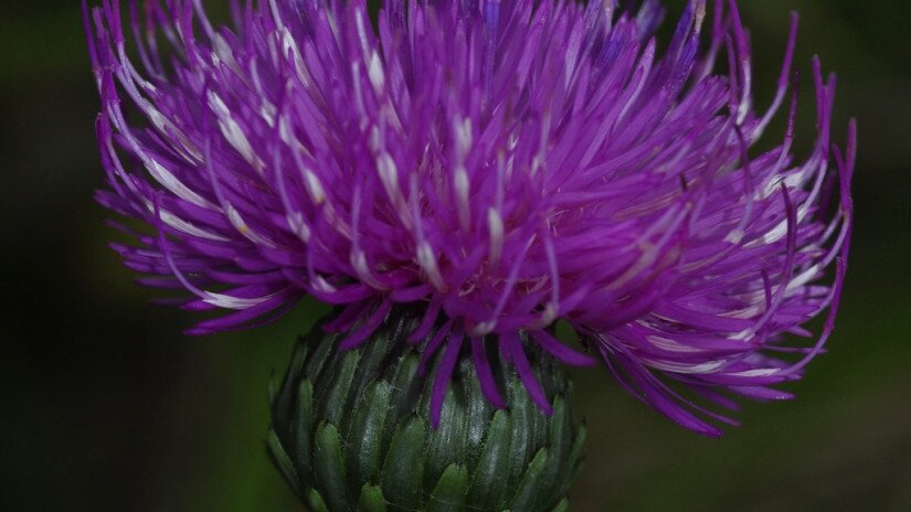 Szürke bogáncs (Carduus glaucus)