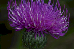 Szürke bogáncs (Carduus glaucus)