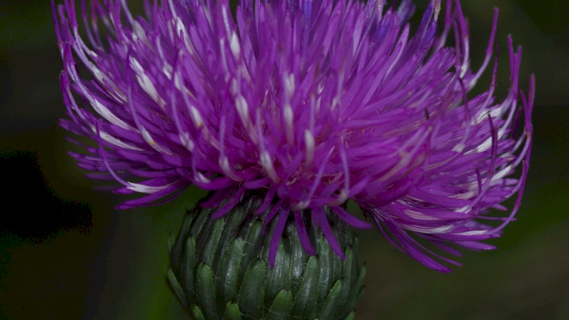 Szürke bogáncs (Carduus glaucus)