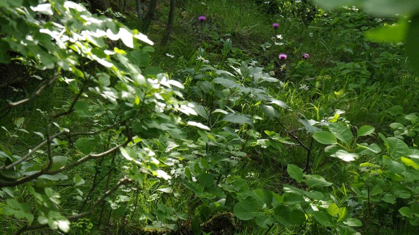 Szürke bogáncs (Carduus glaucus) élőhely