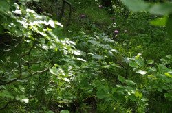 Szürke bogáncs (Carduus glaucus) élőhely