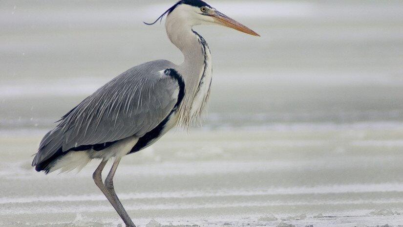 szürke gém (Ardea cinerea)