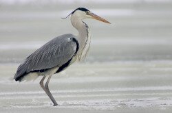 szürke gém (Ardea cinerea)