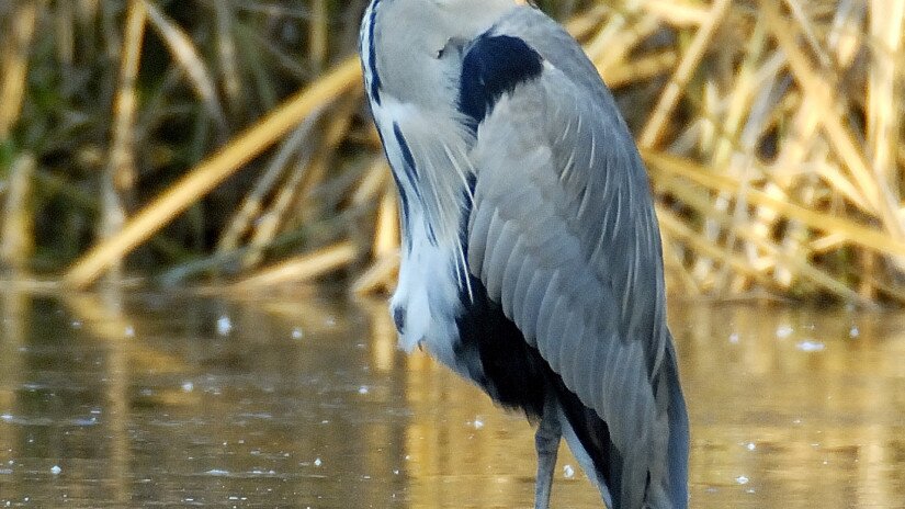 Szürke gém (Ardea cinerea) a Murán