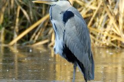 Szürke gém (Ardea cinerea) a Murán