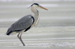 szürke gém (Ardea cinerea)