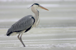 szürke gém (Ardea cinerea)