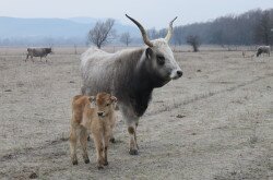 Szürke marha borjak születtek