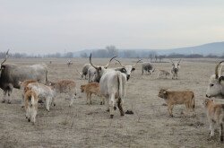 Szürke marha borjak születtek