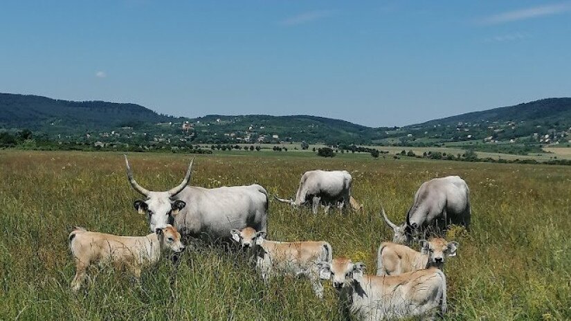 Szürkemarha borjak a Káli-medencében