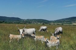 Szürkemarha borjak a Káli-medencében