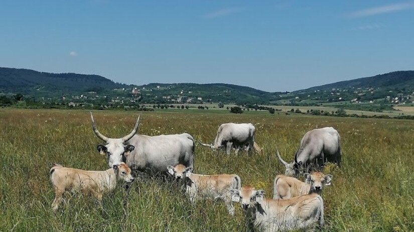 Szürkemarha borjak a Káli-medencében