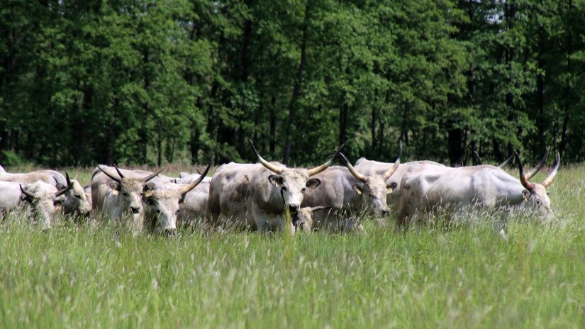 Szürkemarhák kihajtása a Mura ártéri legelőire