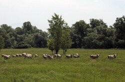 Szürkemarhák kihajtása a Mura ártéri legelőire