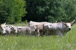 Szürkemarhák kihajtása a Mura ártéri legelőire