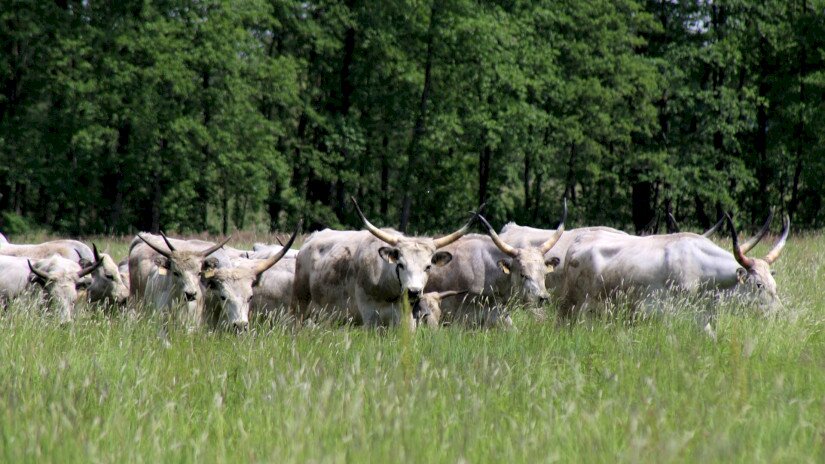 Szürkemarhák kihajtása a Mura ártéri legelőire