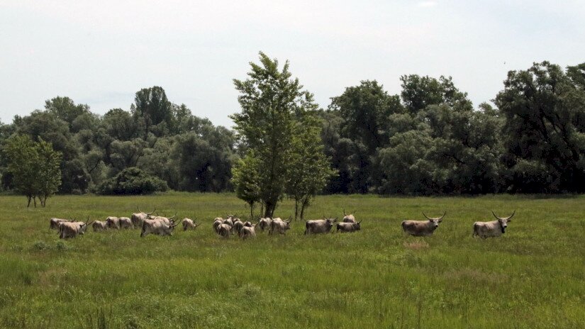 Szürkemarhák kihajtása a Mura ártéri legelőire