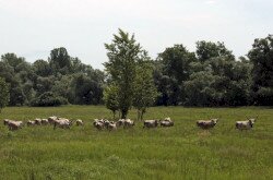 Szürkemarhák kihajtása a Mura ártéri legelőire