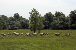Szürkemarhák kihajtása a Mura ártéri legelőire