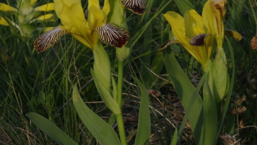 Tarka nőszirom (Iris variegata)