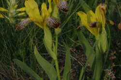 Tarka nőszirom (Iris variegata)