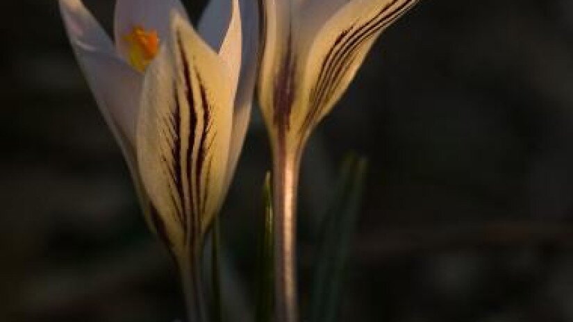 tarka sáfrány, Crocus reticulatus