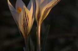 tarka sáfrány, Crocus reticulatus