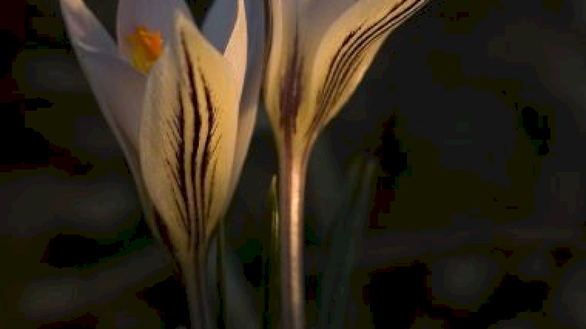 tarka sáfrány, Crocus reticulatus